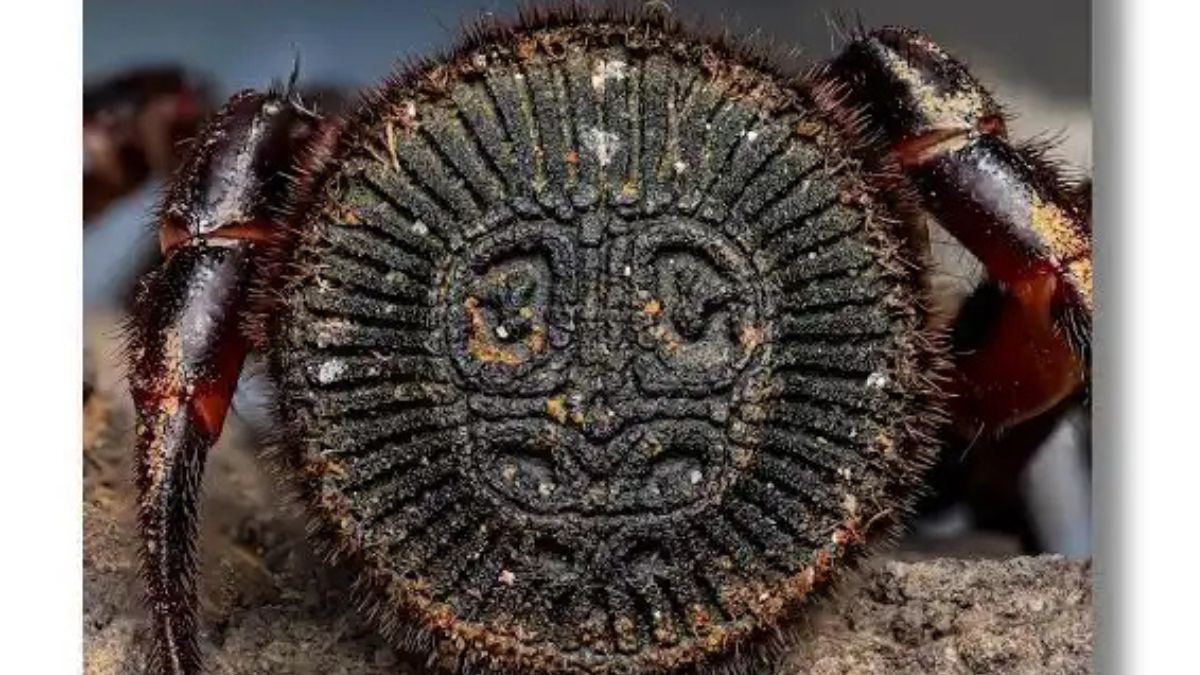 A Cyclocosmia ricketti é uma aranha rara conhecida por seu abdômen em forma de disco, que parece uma tampa perfeitamente esculpida. /Internet