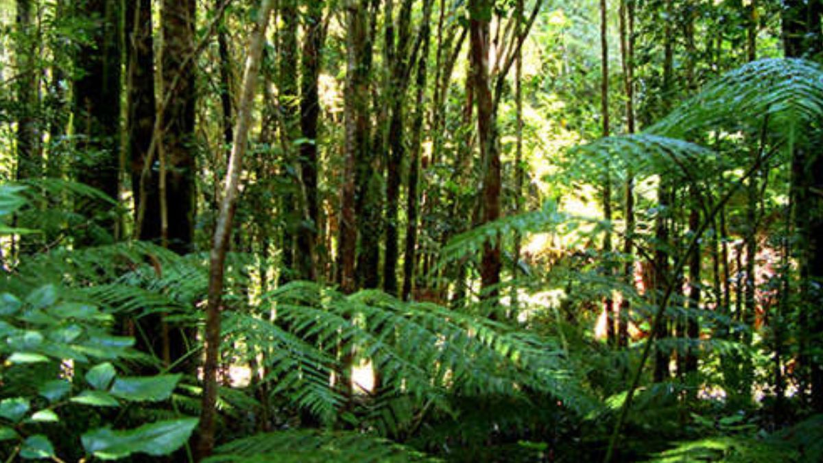 9ª - Floresta Temperada Valdivian América do Sul - Ela se estende por partes do Chile e da Argentina/ Albh commons wikimedia
