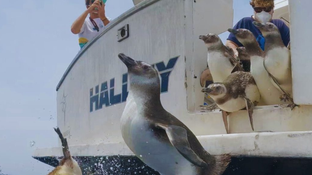 Dezessete pinguins-de-Magalhães reabilitados pelo Instituto Argonauta foram devolvidos ao mar em uma operação a 120 km da costa de Ubatuba. /Instituto Argonauta