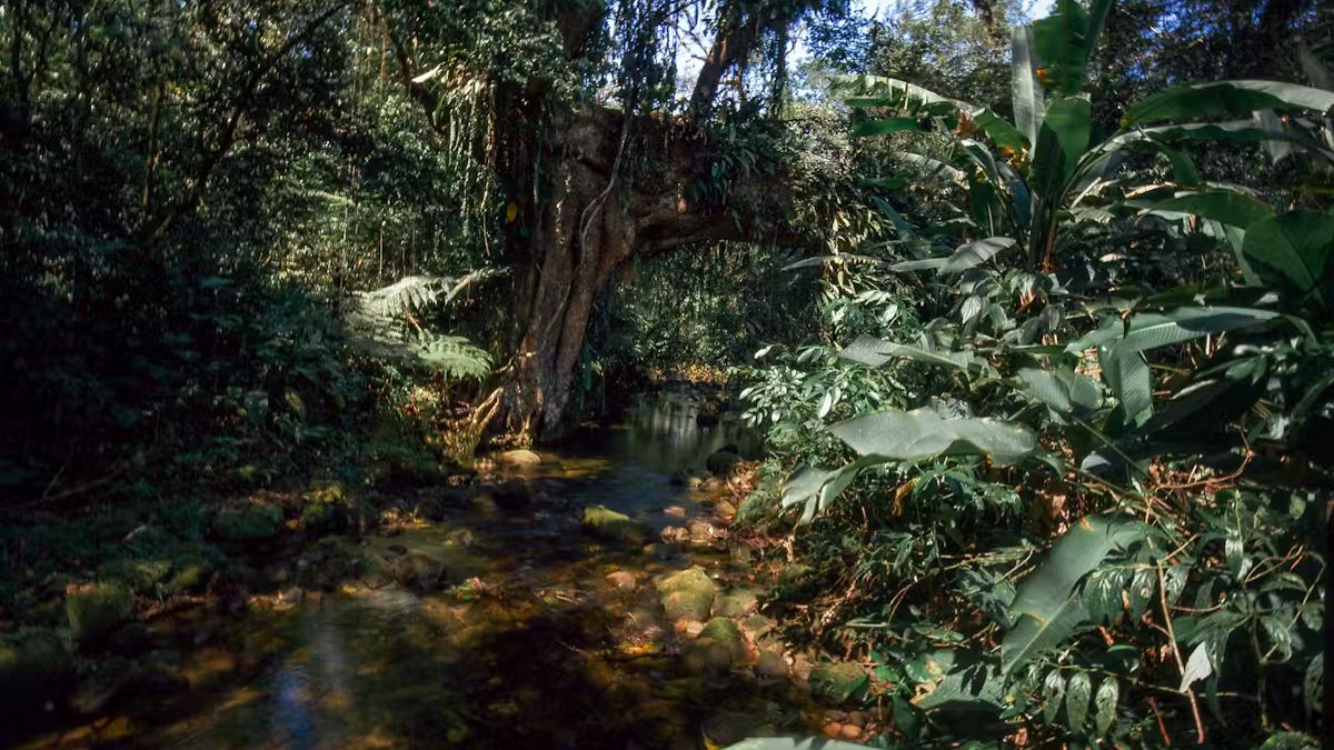Mata Atlântica Um dos biomas mais biodiversos do planeta, a Mata Atlântica foi reduzida a menos de 15% de sua cobertura original. Localizado nas áreas mais povoadas do país, enfrenta urbanização, poluição e fragmentação florestal. Mesmo assim, abriga fauna e flora únicas, além de proteger mananciais que abastecem milhões de pessoas. João P. Burini / Wikipedia, CC BY