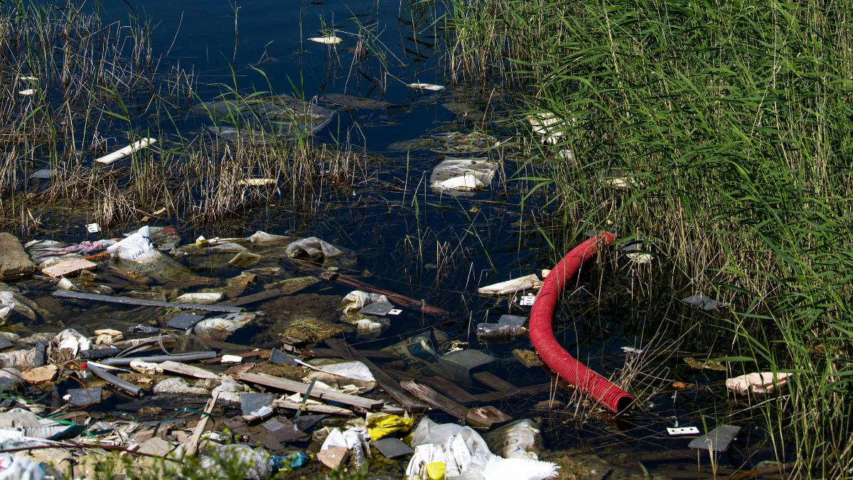 Outras pesquisas e curiosidades: Estima-se que mais de 100 mil animais marinhos morram por ano devido à ingestão de resíduos plásticos/ Unsplash