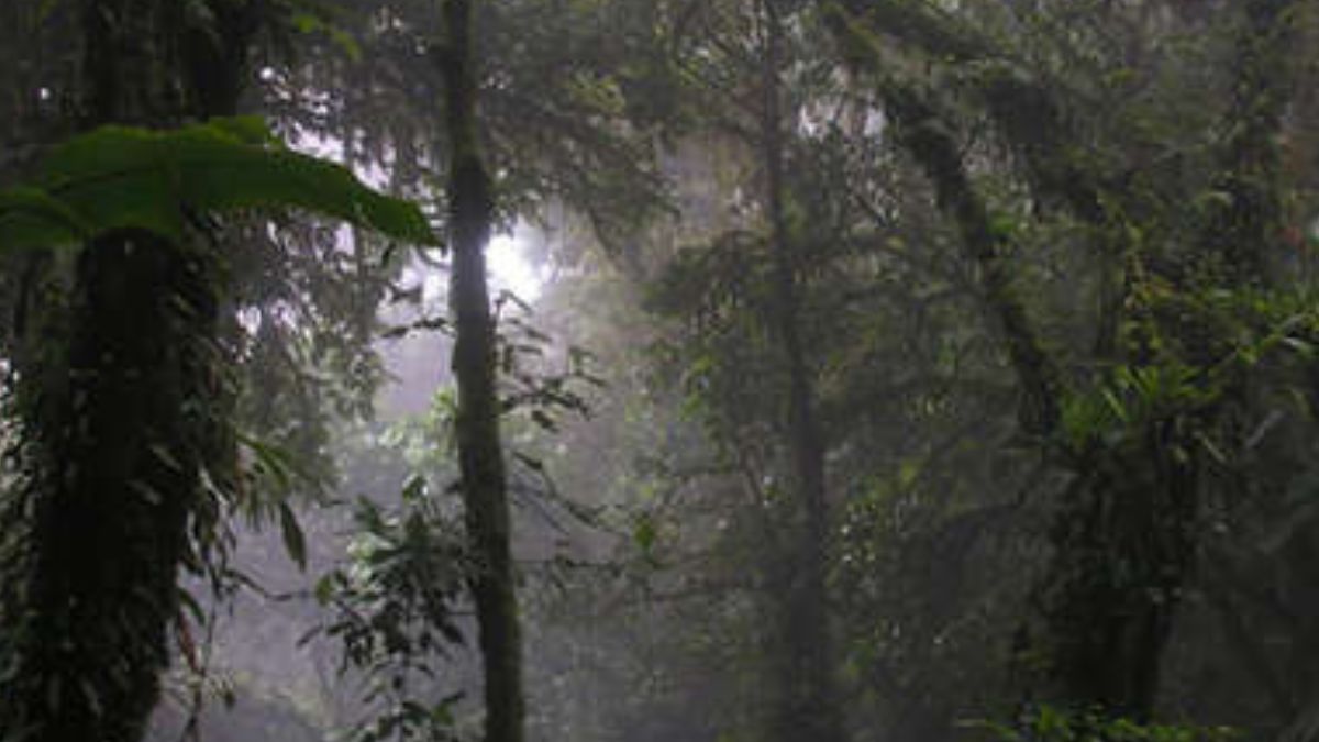 7ª - Reserva Florestal Nublada de Monte Verde Costa Rica - Localizada numa região alta e montanhosa, ela está quase sempre encoberta por nuvens/ Jodi Crisp / Flickr / Monteverde Cloud Forest, Costa Rica.