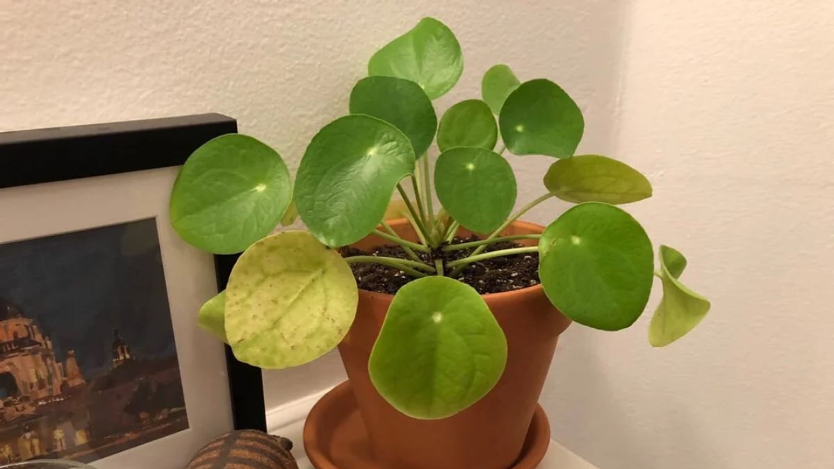 Folhas amareladas que acabam caindo indicam que a planta está recebendo água em excesso. Use um medidor de umidade para confirmar que o solo está seco antes de regar/ Reprodução Reedit/hipsterHoliday