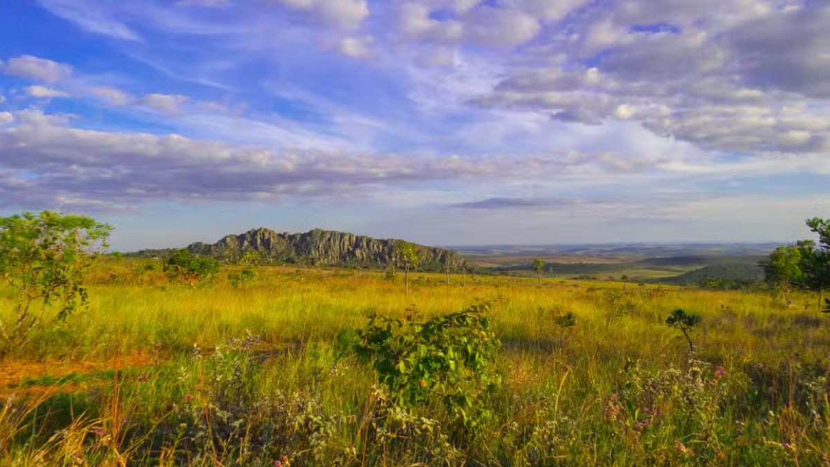 Cerrado Conhecido como "berço das águas", o Cerrado alimenta algumas das mais importantes bacias hidrográficas do país. É um bioma rico em espécies resistentes ao clima seco, mas é também o mais pressionado pela agricultura e pecuária. A perda do Cerrado compromete rios, nascentes e a segurança hídrica do Brasil. Angela de Paula / Wikipedia, CC BY
