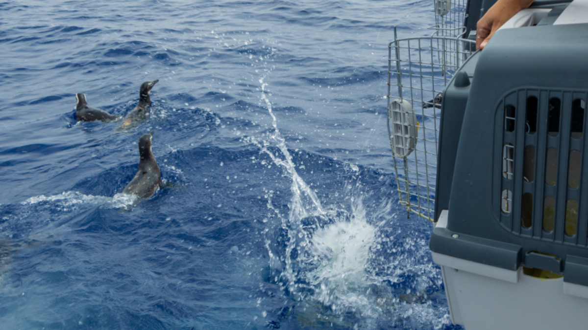 A soltura foi feita em alto-mar, com apoio de dados do INPE, para aproveitar a Corrente do Brasil rota que auxilia o retorno dos pinguins ao sul do continente. /Instituto Argonauta