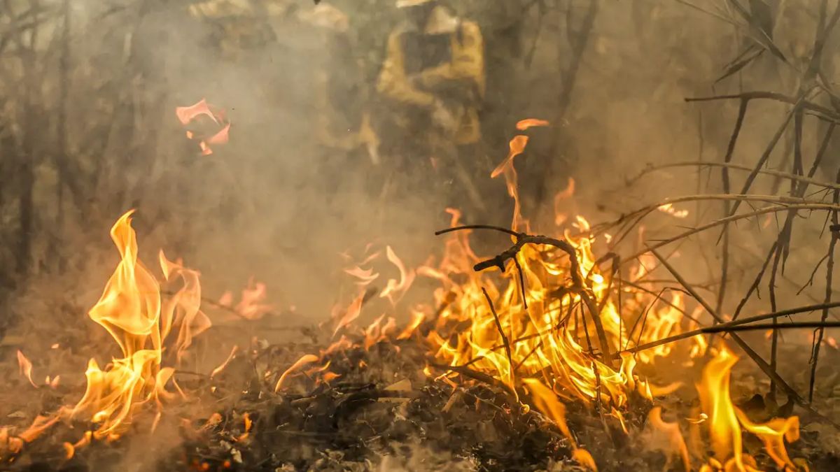 Fogo avança pela vegetação seca no Pantanal, enquanto equipes de brigadistas atuam na linha de frente para conter os focos em Corumbá (MS)/ Marcelo Camargo/Agência Brasil