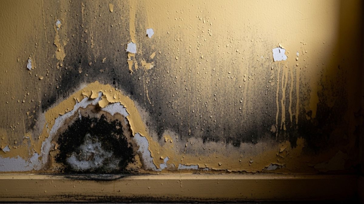 Medidas preventivas, como ventilar os cômodos, evitar secar roupas dentro de casa e usar recipientes com bicarbonato, reduzem a umidade