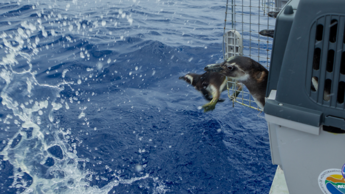 Cada animal devolvido ao mar representa o resultado de um trabalho coletivo entre ciência, dedicação e amor pela natureza. /Instituto Argonauta