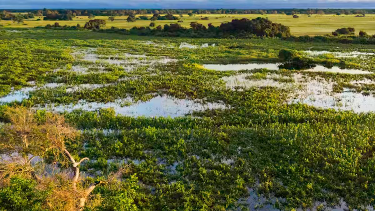 Pantanal Maior área úmida do mundo, o Pantanal é famoso por sua fauna abundante, especialmente aves, onças e espécies aquáticas. Nos últimos anos, queimadas severas e mudanças no regime das chuvas colocaram o bioma em risco. A conservação do Pantanal depende do controle do fogo e da proteção de seus rios. Felipe Frazão/ Wikipedia, CC BY