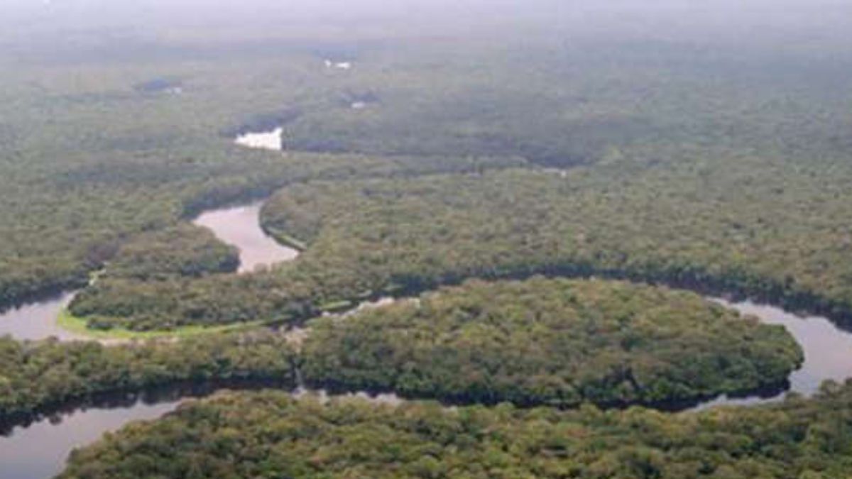 3ª - Floresta do Congo República Democrática do Congo - É responsável por 70% da cobertura vegetal do subcontinente africano/ Radio Okapi wikimedia commons