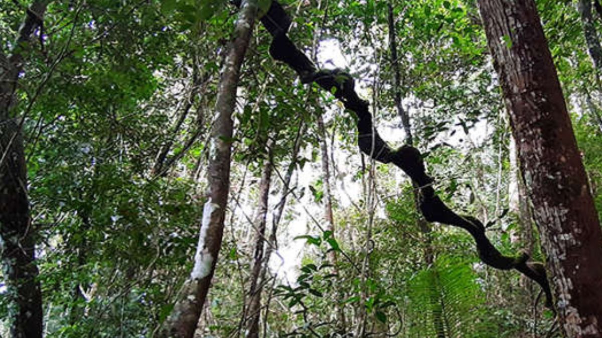 10ª - Reserva Florestal Sinharaja Sri Lanka - Designada Reserva da Biosfera Mundial em 1978 e Patrimônio Mundial em 1988/ Ruwan Illeperuma / commons wikimedia