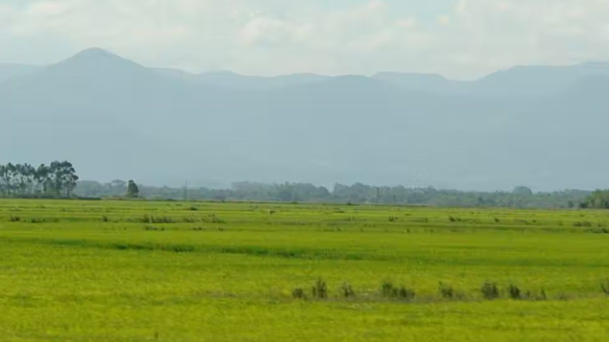 Pampa Localizado no sul do Brasil, o Pampa tem vastas áreas de campos naturais que sustentam atividades tradicionais, como a pecuária. A expansão de monoculturas e a substituição de vegetação nativa ameaçam sua paisagem e biodiversidade. Proteger o Pampa significa preservar culturas regionais e um ecossistema único. Alex Pereira / Wikipedia