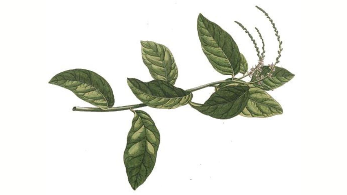 Guiné: poderosa para neutralizar energias negativas e fortalecer o ambiente/ Domínio Público/Wikimedia Commons