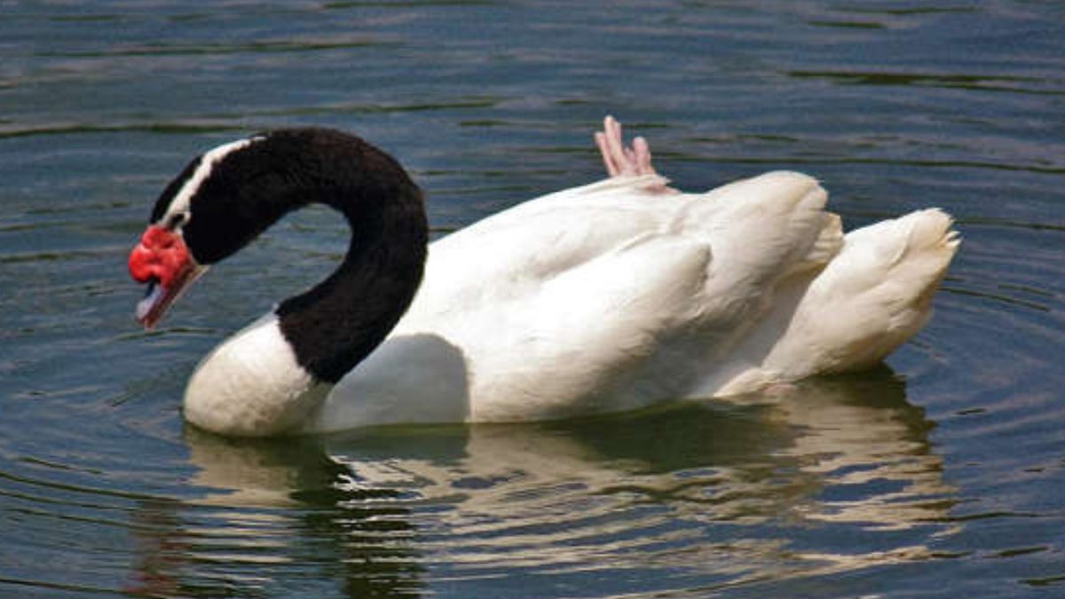 Com 248 mil m², Valdivian abriga rica diversidade de flora e fauna. Dentre os animais, estão o puma, o pudu, o cisne de pescoço negro e o macaco de montanha/ J Patrick Fischer wikimedia commons