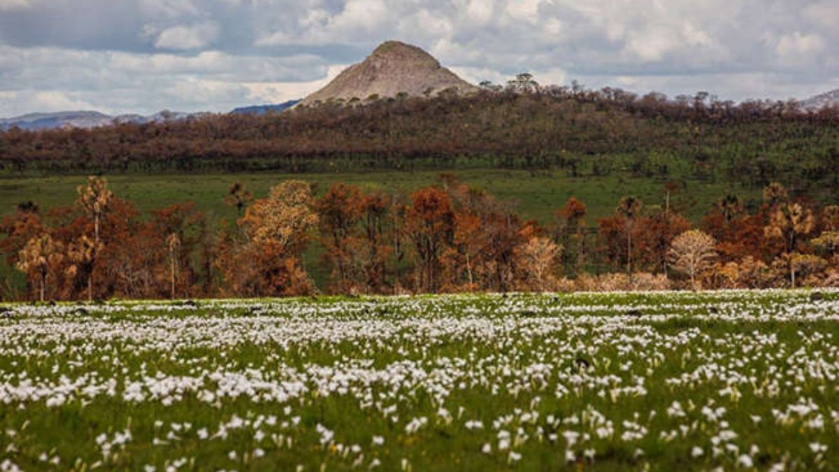 8ª- Parque Nacional da Chapada dos Veadeiros Fica em Goiás e tem 655 mil m². Ele foi declarado Patrimônio Mundial Natural pela Unesco/ Fernando Tatagiba ICMBio