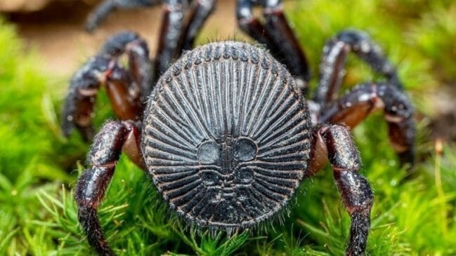 A curiosa aranha que vira tampa de toca
