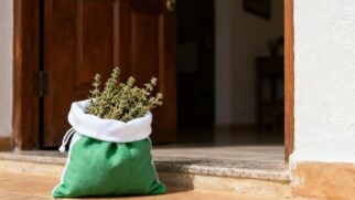 A erva barata que promete transformar a energia da sua casa