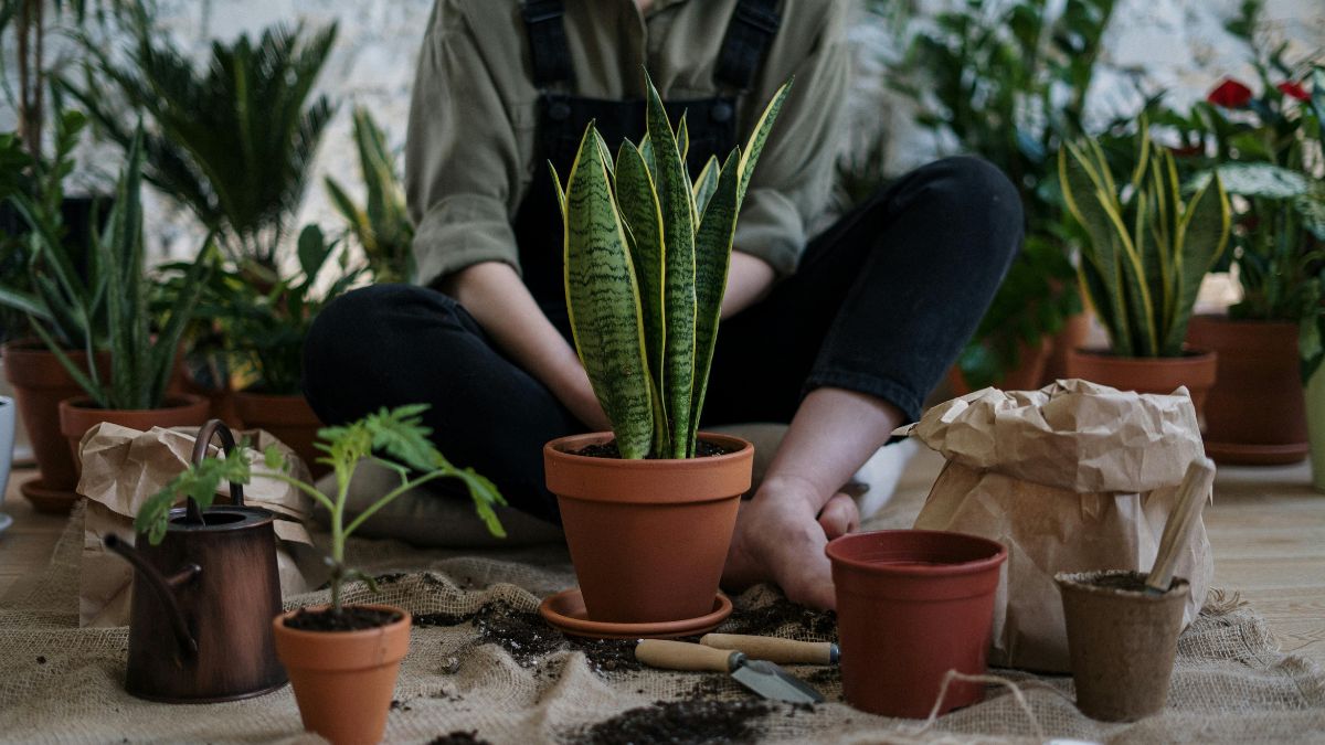O adubo caseiro, rico em potássio e fósforo, é o segredo para estimular a floração. Ele garante que suas flores cresçam mais fortes e com cores mais vivas e intensas/Pexels