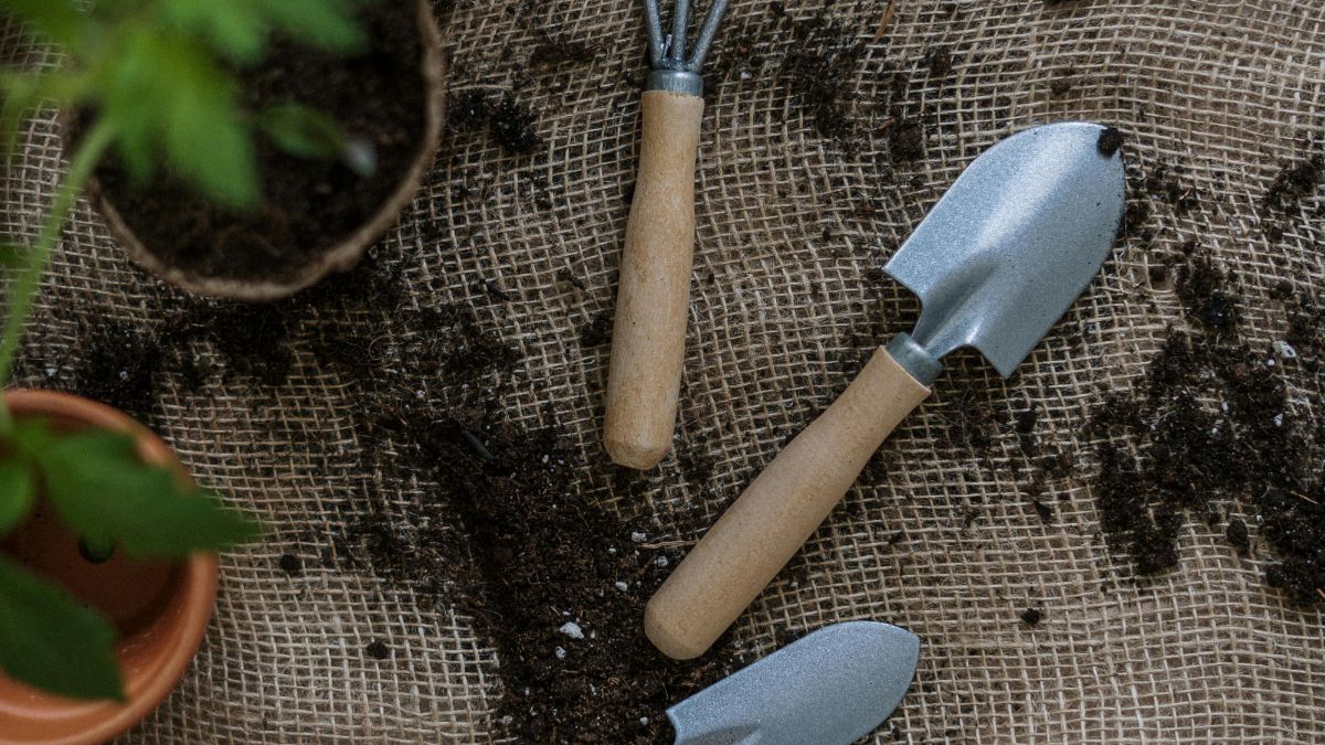 Aplicar adubo líquido diretamente na terra, perto da base, fortalece as raízes das plantas. Raízes saudáveis são a chave para resistir a doenças e garantir o crescimento/Pexels