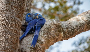 O recolhimento das 11 ararinha, nove remanescentes da soltura original e duas nascidas na natureza, busca impedir que a infecção se espalhe