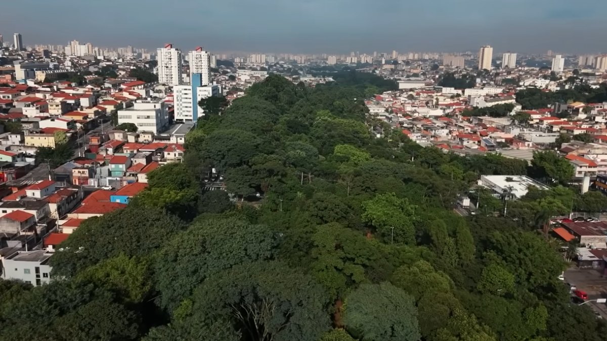 Aos 73 anos, Hélio transformou uma área abandonada em um corredor verde com mais de 41 mil árvores plantadas por conta própria
