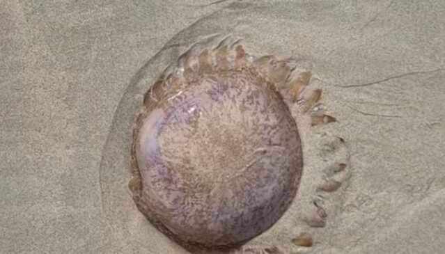 Nas redes sociais, diversos vídeos mostraram o momento em que frequentadores decidiram ajudar o animal a voltar ao mar
