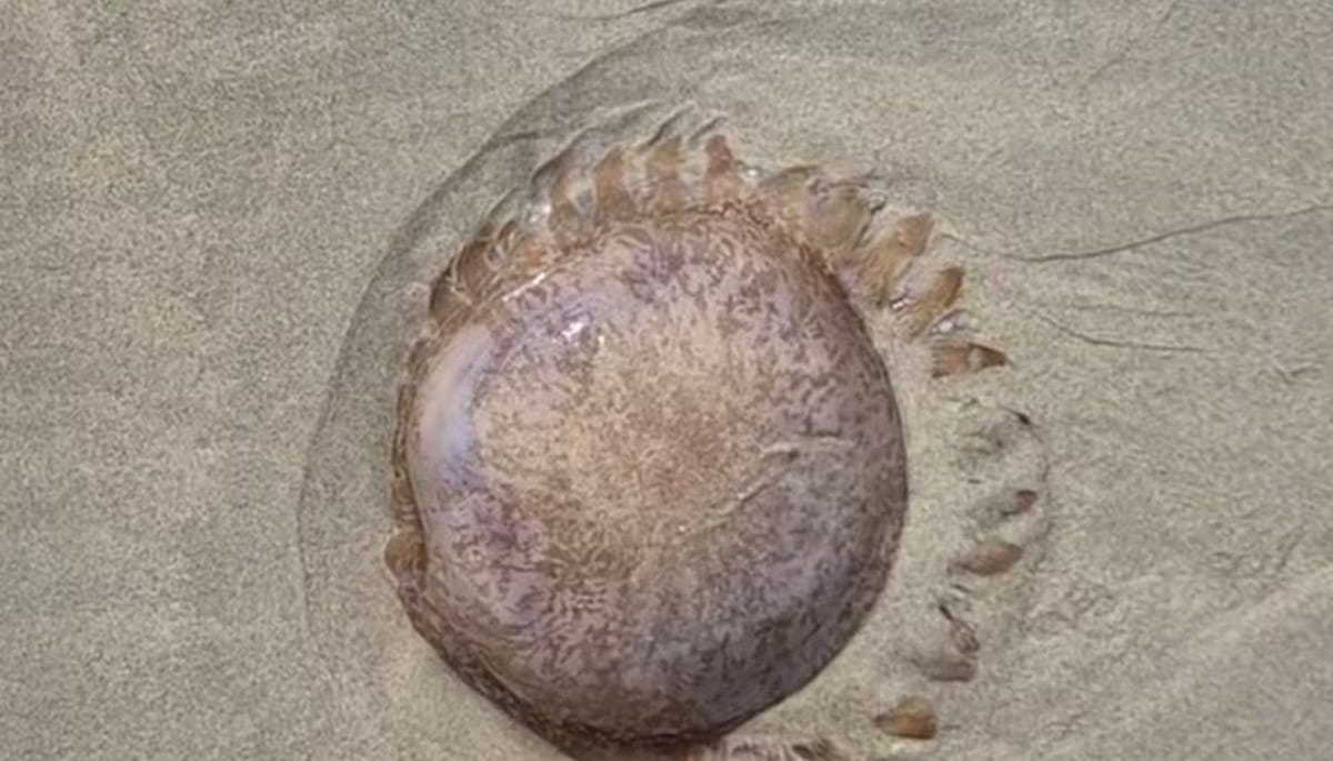Nas redes sociais, diversos vídeos mostraram o momento em que frequentadores decidiram ajudar o animal a voltar ao mar