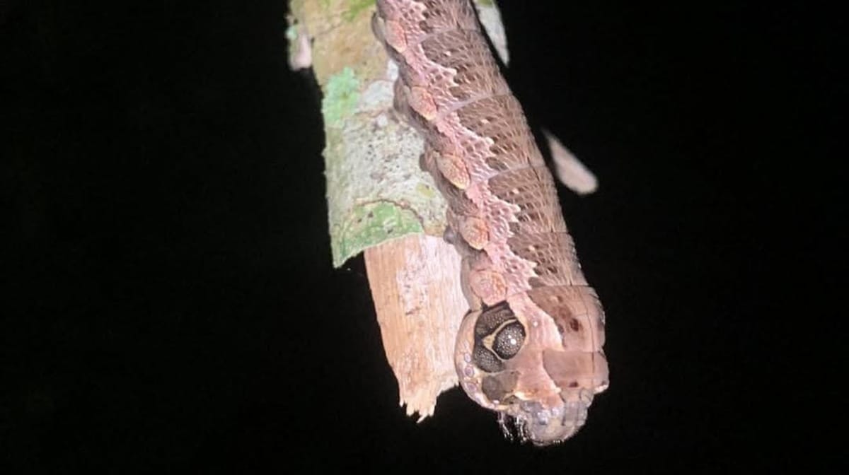 Ela imita uma serpente para se defender de predadores / Foto: Bruno Lourenço