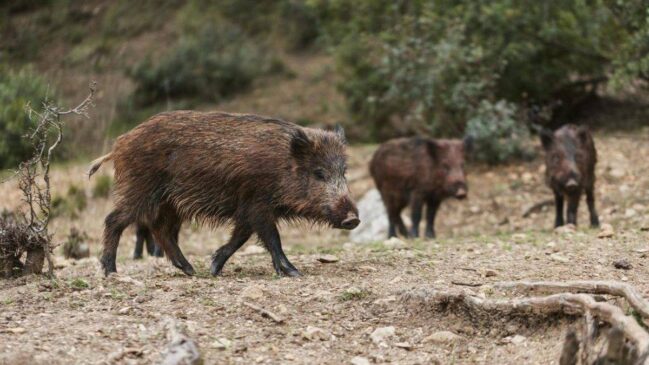 A presença dessas espécies começou sem nenhum tipo de controle, dificultando o manejo sanitário e o apoio a famílias que vivem no campo