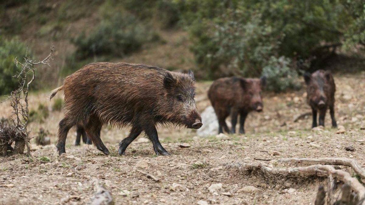 A presença dessas espécies começou sem nenhum tipo de controle, dificultando o manejo sanitário e o apoio a famílias que vivem no campo