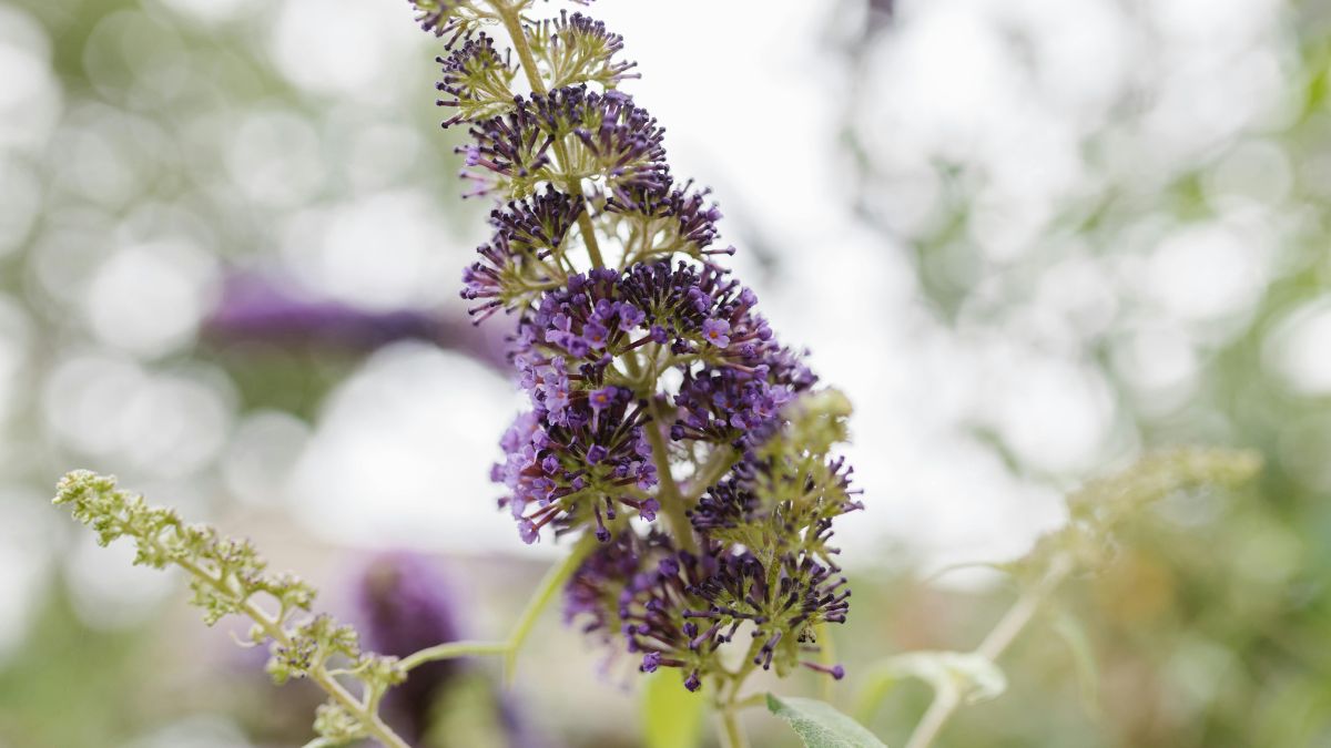O nome popular da Buddleia não é à toa! Suas inflorescências coloridas (roxo, rosa, branco) são um poderoso ímã natural, atraindo borboletas e abelhas, e aumentando a biodiversidade do seu jardim/Pexels