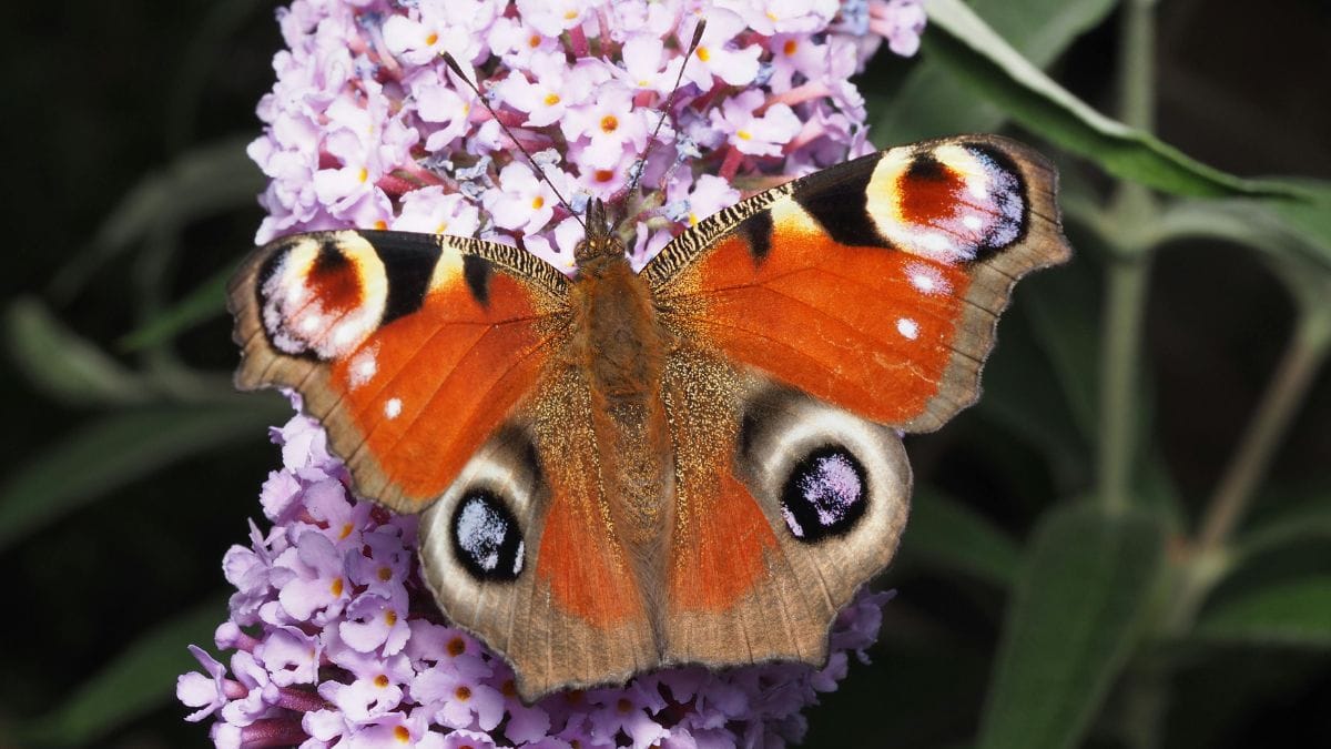 A Buddleia é a escolha ideal para jardins sustentáveis: ela tolera solos secos e tem baixíssima exigência hídrica, economizando água e prosperando em climas quentes/Pexels