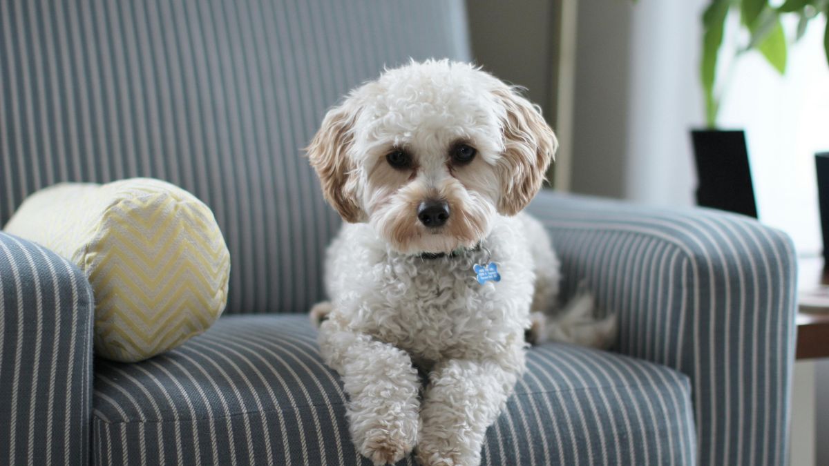 Curiosamente, cães residentes em áreas mais ricas mostraram 1,7 vezes mais chances de diagnóstico, um fator que a ciência ainda investiga/Pexels