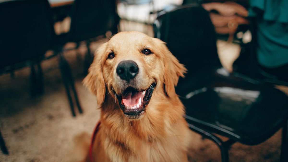 Cães com mais de 37 kg e entre 11 e 13 anos têm risco significativamente maior de serem diagnosticados com o hemangiossarcoma/Pexels