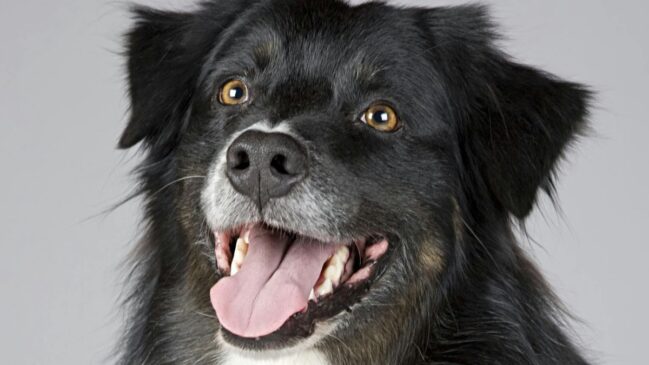 Um estudo analisou dados de mais de um milhão de cães no Reino Unido para identificar as raças
