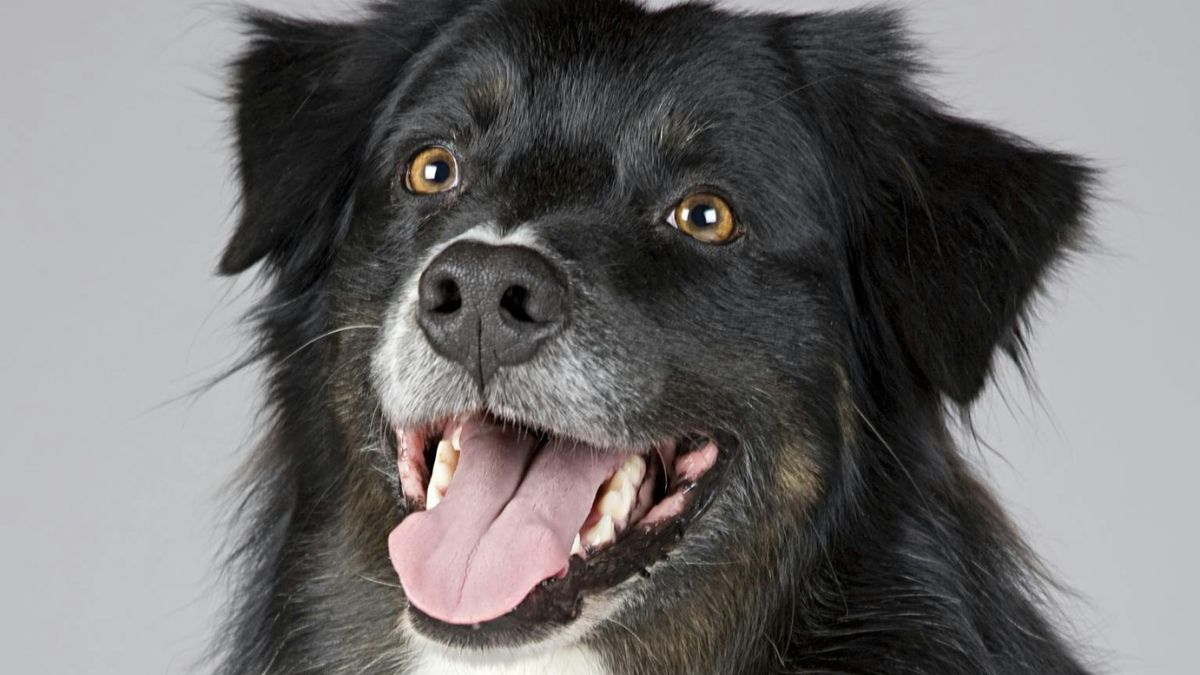 Raças como Yorkshire terrier e Chihuahua estão entre as menos propensas ao desenvolvimento deste tipo de câncer agressivo/Pexels