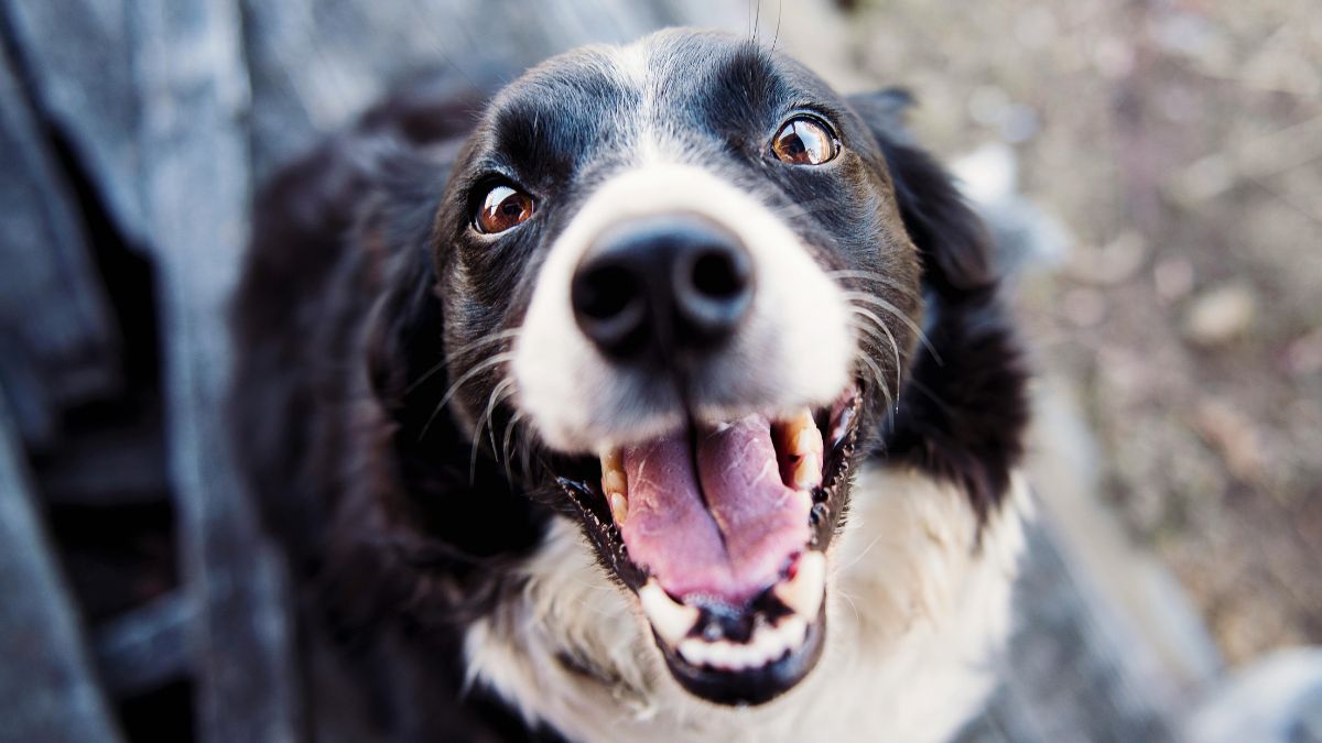 Para tutores de raças de alto risco (como Golden Retriever e Labrador), é essencial fazer check-ups veterinários regulares e específicos/Pexels