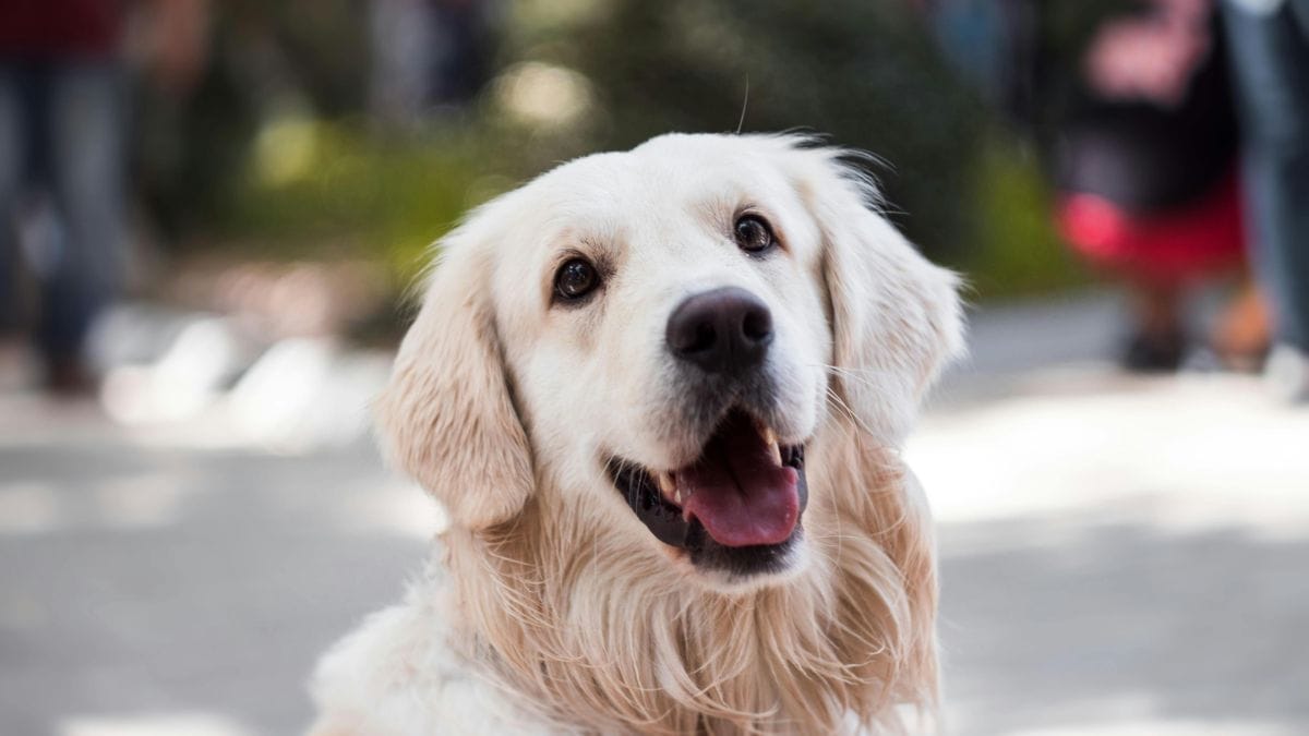 O novo estudo foi realizado com a análise de dados de mais de um milhão de cães no Reino Unido, confirmando o fator raça na predisposição à doença/Pexels