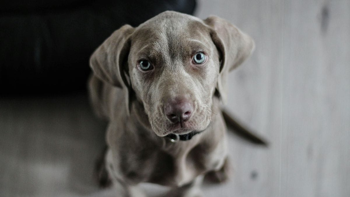 Cães idosos, na faixa de 11 a 13 anos, são os mais atingidos, mostrando a importância do cuidado geriátrico/Pexels
