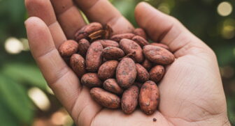 A tradição do cacau é tão marcante que o fruto tornou-se um símbolo de identidade e prosperidade, e Ilhéus transformou sua história agrícola em experiência turística