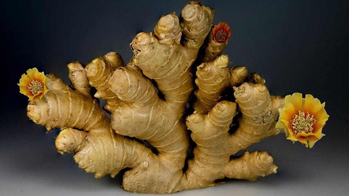 O gengibre, graças aos compostos gingerol e shogaol, pode ajudar a bloquear as vias neurológicas que causam náuseas no cérebro e no intestino/Pexels