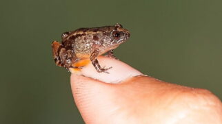 A rã, quase invisível a olho nu, se tornou símbolo de um universo ainda pouco explorado: o dos animais minúsculos