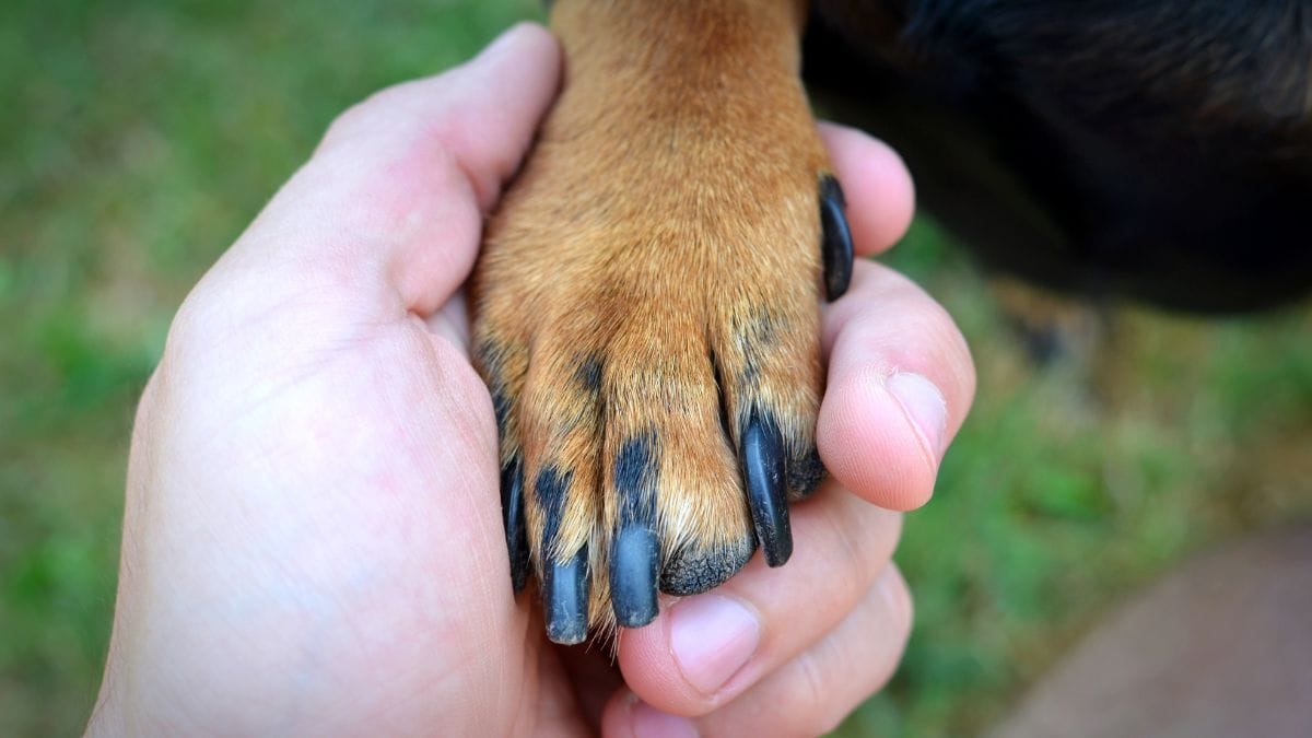 Especialistas em comportamento animal explicam que colocar a pata sobre alguém não é um tique aleatório / Fotos: Freepik