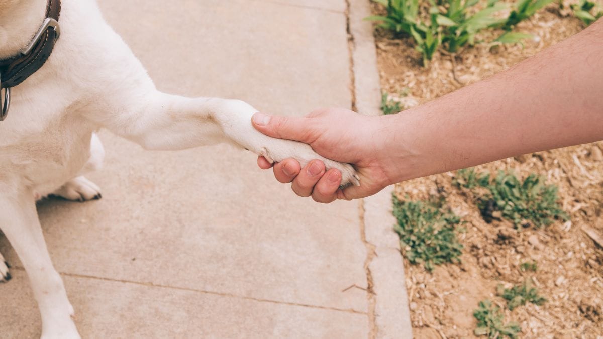 É um traço profundo da comunicação canina. Sem mãos, os cães recorrem a todo o corpo para se expressar: olhos, orelhas, postura, cauda e as patas