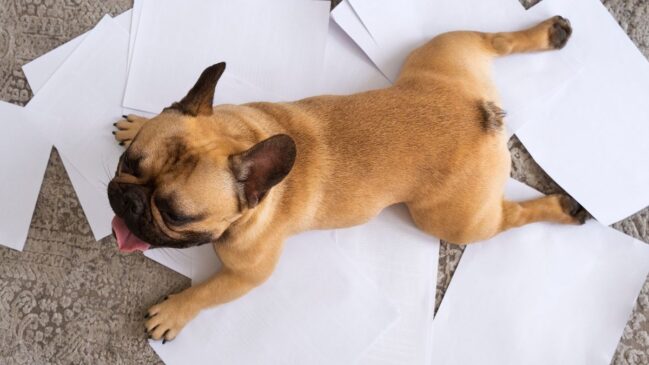 Este artigo apresenta seis raças de cães mais tranquilas, perfeitas para quem valoriza um estilo de vida pacífico