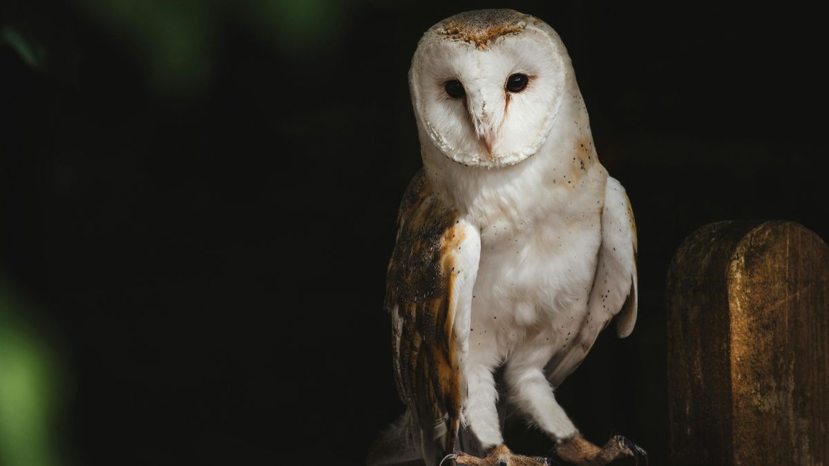 A anatomia da coruja é um prodígio da natureza! Seus olhos grandes e arredondados são altamente especializados para captar o máximo de luz, permitindo-lhes uma visão excepcional em condições de pouca claridade/Pexels