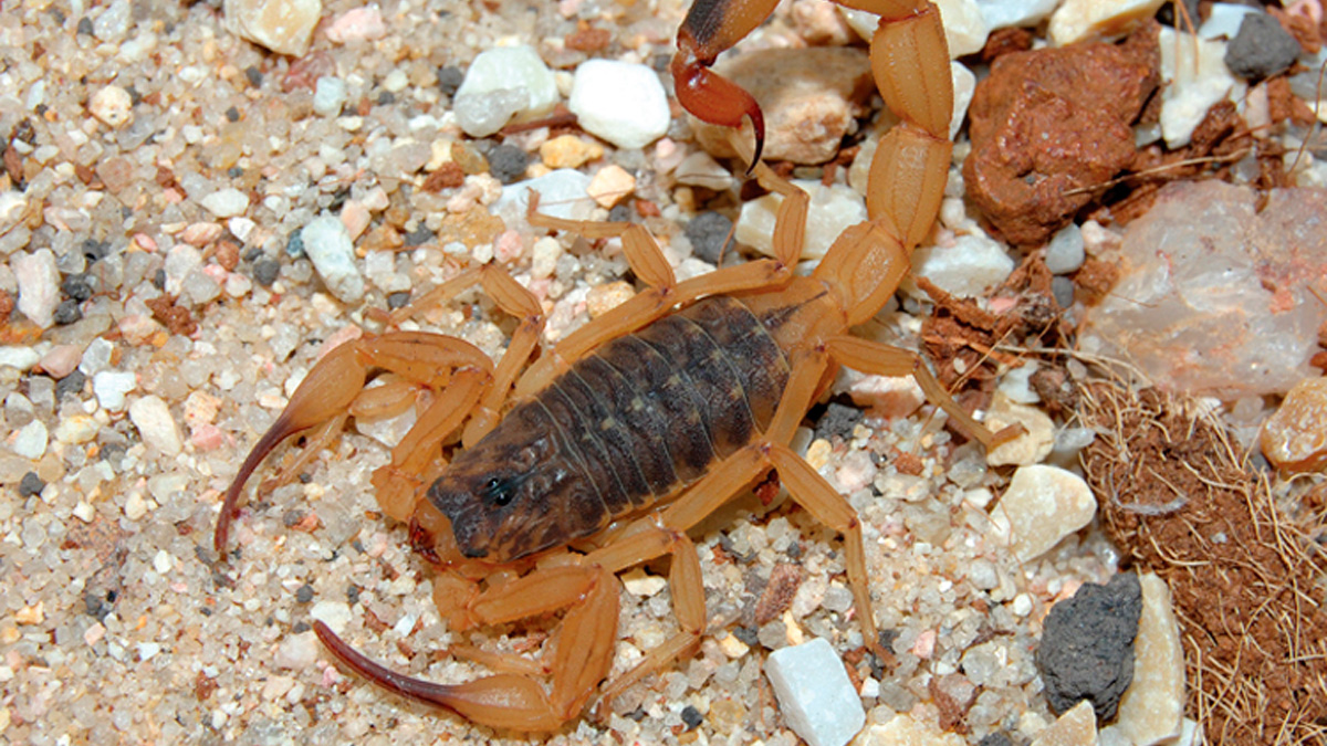 O escorpião-amarelo é considerado o mais venenoso entre as espécies encontradas no Brasil e, por isso, sua presença em áreas urbanas acende um alerta