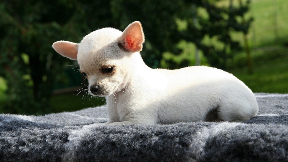 Sua energia vibrante faz do chihuahua um companheiro animado para qualquer rotina / Pixabay