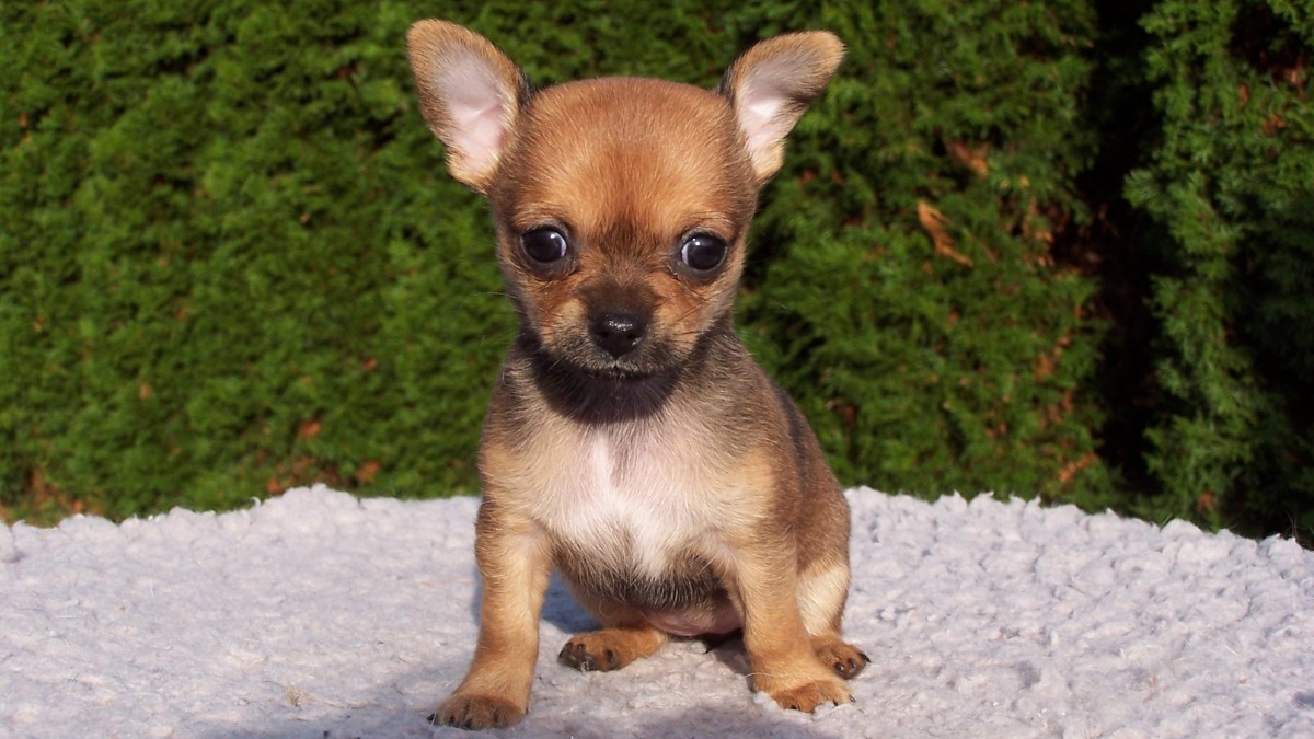 Compacto e charmoso, o chihuahua conquista corações com seu jeitinho único / Pixabay