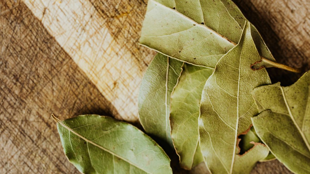 A folha de louro contém eugenol e óleos essenciais, substâncias que funcionam como um poderoso repelente natural de insetos/Pexels